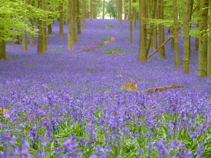 The Magic of the Bluebell: From the Enchantment of British Woodlands to the Comfort of Your Italian Greyhound