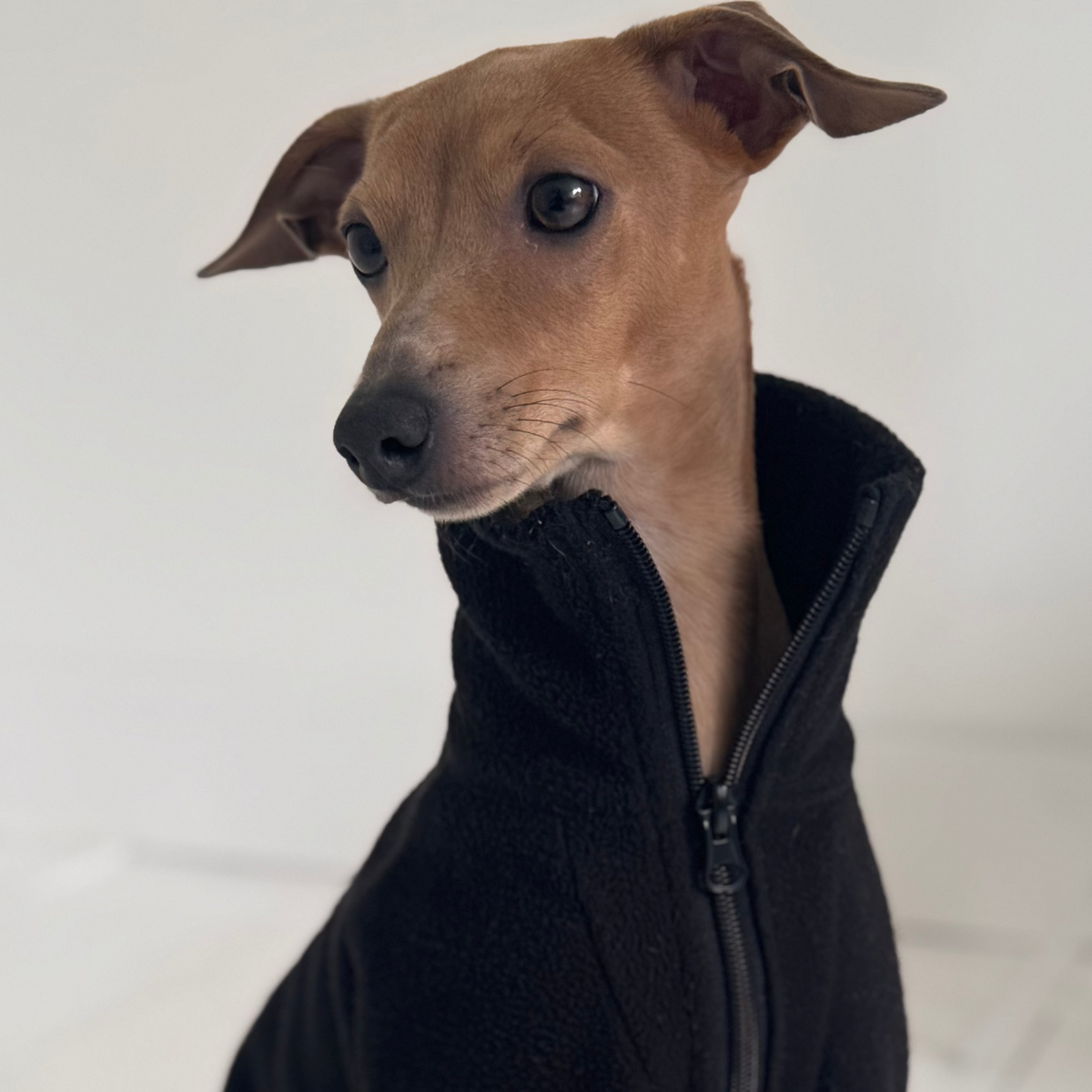 Dressing Your Italian Greyhound Safely: The Science of Stress-Free Design