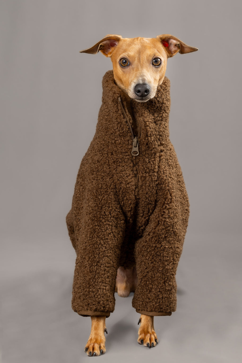 Super Teddy
