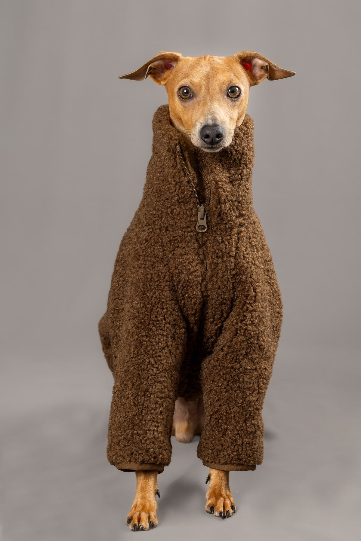 Super Teddy