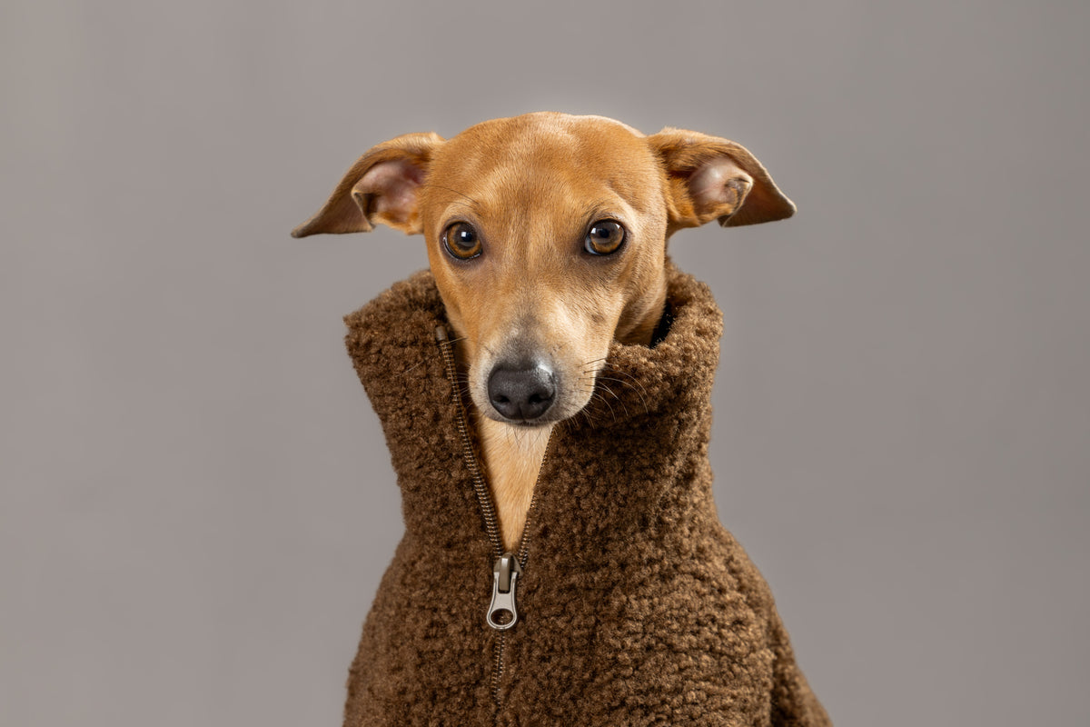 Super Teddy